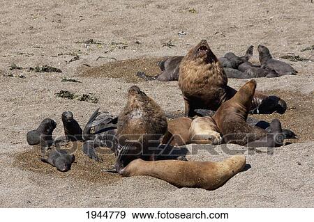 Stock Photo - South American Sea Lion (Otaria flavescens) Colony, Punta Loma, Chubut, Argentina. Fotosearch