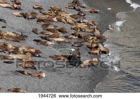 Stock Photograph - South American Sea Lion (Otaria flavescens) Colony, Punta Loma, Chubut, Argentina. Fotosearch