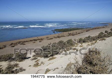 Stock Photography - South American Sea Lion (Otaria flavescens) Colony, Punta Loma, Chubut, Argentina. Fotosearch