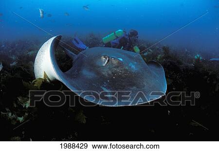 Stock Photo - South Australia, Smooth Stingray (Dasyatis Brevicaudata) Swimming In Ocean With Diver Nearby.. Fotosearch