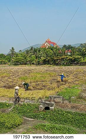 South East Asia, Vietnam, Hanoi, Workers In Straw Hats Collect Rice From Farm Just North Of Hanoi. View Large Photo Image Stock Image - South East Asia, Vietnam, Hanoi, Workers In Straw Hats Collect Rice From Farm Just North Of Hanoi.. Fotosearch