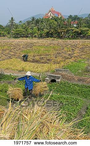 Stock Photo - South East Asia, Vietnam, Hanoi, Workers In Straw Hats Collect Rice From Farm Just North Of Hanoi.. Fotosearch