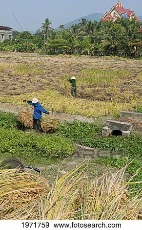 Stock Photo - South East Asia, Vietnam, Hanoi, Workers In Straw Hats Collect Rice From Farm Just North Of Hanoi.. Fotosearch
