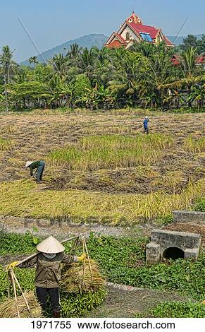 Stock Photography - South East Asia, Vietnam, Hanoi, Workers In Straw Hats Collect Rice From Farm Just North Of Hanoi.. Fotosearch