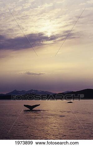 Southeast Alaska, Inside Passage, Frederick Sound, Humpback Whale Fluke At Sunset, Dorsal Fin Of Another Humpback Whale In Distance. View Large Photo Image Stock Photo - Southeast Alaska, Inside Passage, Frederick Sound, Humpback Whale Fluke At Sunset, Dorsal Fin Of Another Humpback Whale In Distance.. Fotosearch
