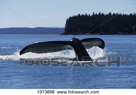 Stock Photo - Southeast Alaska, North Pass, Humpback Whale (Megaptera Novaeangliae) Lifting Tail Fluke Out Of Ocean.. Fotosearch