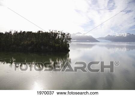 Stock Photo - Southern Beech Forest With Nothofagus Dombeyi And Nothofagus Nitida Reflected In Moraleda Channel, Laguna San Rafael National Park, Aysen Region, Chile. Fotosearch