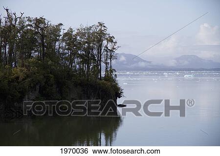 Southern Beech Forest With Nothofagus Dombeyi And Nothofagus Nitida Reflected In Moraleda Channel, Laguna San Rafael National Park, Aysen Region, Chile View Large Photo Image Stock Photograph - Southern Beech Forest With Nothofagus Dombeyi And Nothofagus Nitida Reflected In Moraleda Channel, Laguna San Rafael National Park, Aysen Region, Chile. Fotosearch