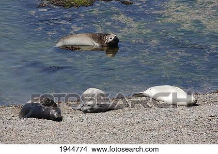 Southern Elephant Seals (Mirounga leonina), Peninsula Valdes, Chubut, Argentina View Large Photo Image Picture - Southern Elephant Seals (Mirounga leonina), Peninsula Valdes, Chubut, Argentina. Fotosearch