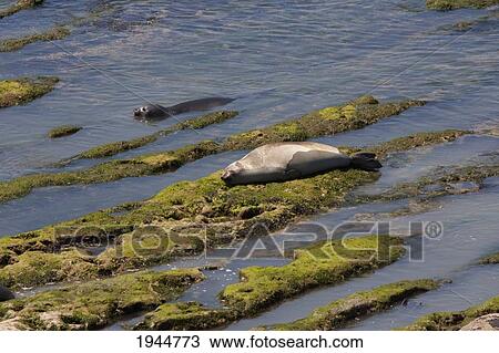 Southern Elephant Seals (Mirounga leonina), Peninsula Valdes, Chubut, Argentina View Large Photo Image Stock Image - Southern Elephant Seals (Mirounga leonina), Peninsula Valdes, Chubut, Argentina. Fotosearch