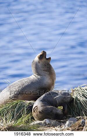 Stock Photo - Southern Fur Seals In The Tussock Grass. Fotosearch