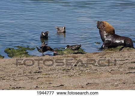 Stock Photo - Southern Giant Petrel (Macronectes giganteus) & South American Sea Lion (Otaria flavescens) colony, Peninsula Valdes, Chubut, Argentina. Fotosearch