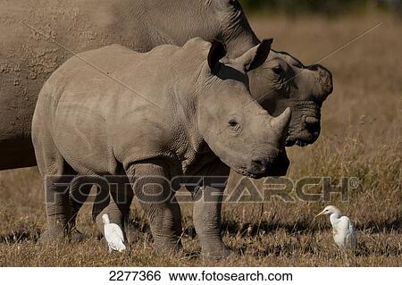 Southern White Rhino and baby in special rhino sancturay, Ol Pejeta Conservancy; Kenya View Large Photo Image Stock Photograph - Southern White Rhino and baby in special rhino sancturay, Ol Pejeta Conservancy; Kenya. Fotosearch