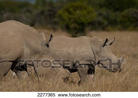 Southern White Rhino and baby in special rhino sancturay, Ol Pejeta Conservancy; Kenya View Large Photo Image Stock Photography - Southern White Rhino and baby in special rhino sancturay, Ol Pejeta Conservancy; Kenya. Fotosearch