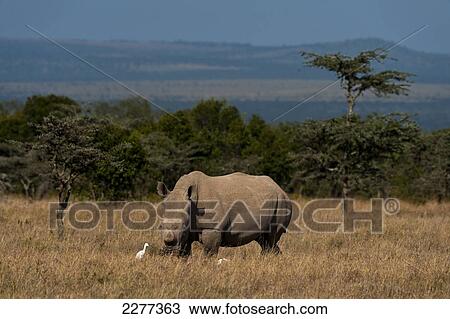 Stock Image - Southern White Rhino in special rhino enclosure, Ol Pejeta Conservancy; Kenya. Fotosearch