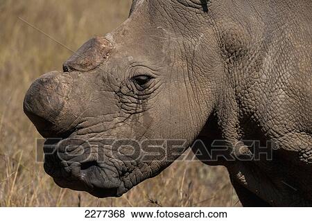 Stock Photo - Southern White Rhino in special rhino sancturay, Ol Pejeta Conservancy; Kenya. Fotosearch