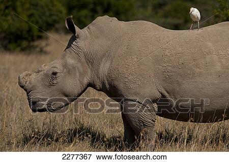 Southern White Rhino with egret on it's back in special rhino sancturay, Ol Pejeta Conservancy; Kenya View Large Photo Image Stock Photo - Southern White Rhino with egret on it's back in special rhino sancturay, Ol Pejeta Conservancy; Kenya. Fotosearch