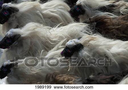 Souvenir Sheep, San Cristobal De Las Casas, Chiapas, Mexico View Large Photo Image Stock Photo - Souvenir Sheep, San Cristobal De Las Casas, Chiapas, Mexico. Fotosearch