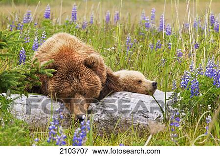 Sow And Cub Grizzly (Kodiak) Bears Sleeping On A Log In A Field Of Lupin Flowers At Lake Clarke National Park; Alaska United States Of America View Large Photo Image Stock Photo - Sow And Cub Grizzly (Kodiak) Bears Sleeping On A Log In A Field Of Lupin Flowers At Lake Clarke National Park; Alaska United States Of America. Fotosearch