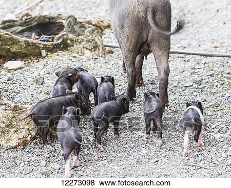 Sow and piglets, Pulao Asei, island in Lake Sentani, Papua, Indonesia View Large Photo Image Stock Photo - Sow and piglets, Pulao Asei, island in Lake Sentani, Papua, Indonesia. Fotosearch