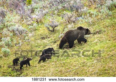 Stock Image - Sow Grizzly Bear And Four Cubs (Ursus Arctos Horribilis) In Yellowstone National Park; Wyoming, Usa. Fotosearch