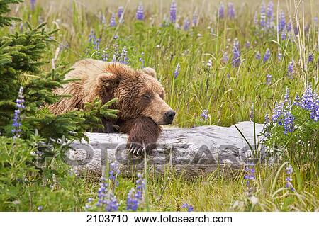 Stock Image - Sow Grizzly (Kodiak) Bear Sleeping On A Log In A Field Of Lupin Flowers At Lake Clarke National Park; Alaska United States Of America. Fotosearch