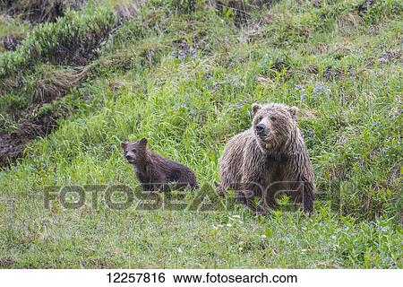 Sow with spring cubs in Denali National Park, Interior Alaska View Large Photo Image Stock Photograph - Sow with spring cubs in Denali National Park, Interior Alaska. Fotosearch