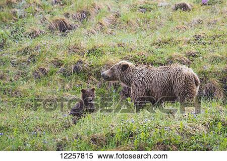 Sow with spring cubs in Denali National Park, Interior Alaska View Large Photo Image Stock Photography - Sow with spring cubs in Denali National Park, Interior Alaska. Fotosearch