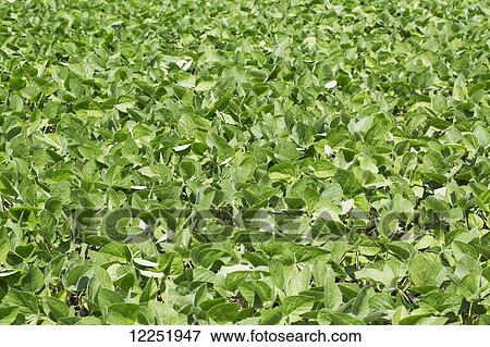 Soy bean leaves in a field; Port Colborne, Ontario, Canada View Large Photo Image Stock Photo - Soy bean leaves in a field; Port Colborne, Ontario, Canada. Fotosearch