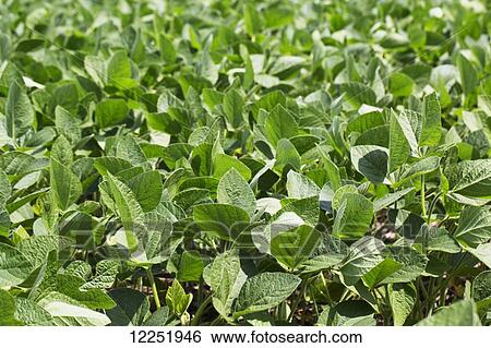 Soy bean leaves in a field; Port Colborne, Ontario, Canada View Large Photo Image Stock Photograph - Soy bean leaves in a field; Port Colborne, Ontario, Canada. Fotosearch