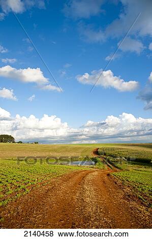 Soya And Corn Fields In Santa Barbara Do Sul, Rio Grande Do Sul, Brazil View Large Photo Image Stock Photo - Soya And Corn Fields In Santa Barbara Do Sul, Rio Grande Do Sul, Brazil. Fotosearch