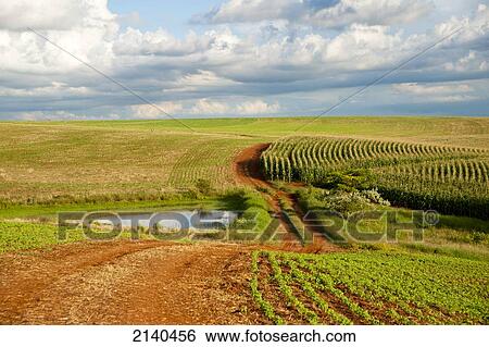 Soya And Corn Fields In Santa Barbara Do Sul, Rio Grande Do Sul, Brazil View Large Photo Image Stock Photograph - Soya And Corn Fields In Santa Barbara Do Sul, Rio Grande Do Sul, Brazil. Fotosearch