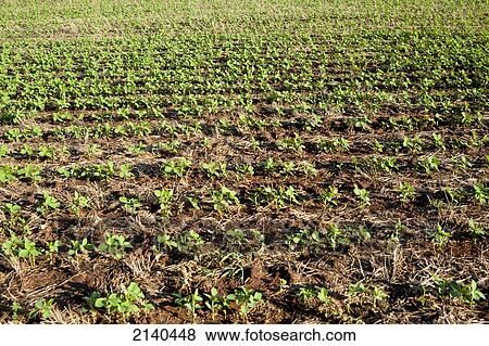 Stock Photo - Soya Fields In Santa Barbara Do Sul, Rio Grande Do Sul, Brazil. Fotosearch