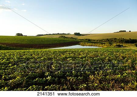 Soya Plantation In Santa Barbara Do Sul, Rio Grande Do Sul, Brazil View Large Photo Image Stock Image - Soya Plantation In Santa Barbara Do Sul, Rio Grande Do Sul, Brazil. Fotosearch