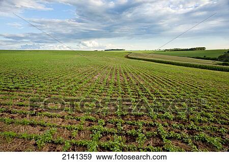 Soya Plantation In Santa Barbara Do Sul, Rio Grande Do Sul, Brazil View Large Photo Image Stock Photo - Soya Plantation In Santa Barbara Do Sul, Rio Grande Do Sul, Brazil. Fotosearch