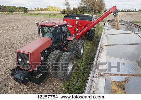 Picture - Soybean harvesting; Minnesota, United States of America. Fotosearch