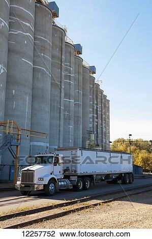 Stock Image - Soybean harvesting; Minnesota, United States of America. Fotosearch