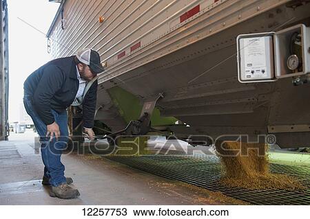 Stock Image - Soybean harvesting; Minnesota, United States of America. Fotosearch