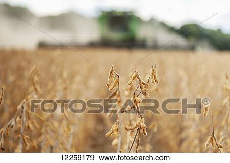 Stock Photo - Soybean plant with blurred combine in the background; Laytonsville, Maryland, United States of America. Fotosearch