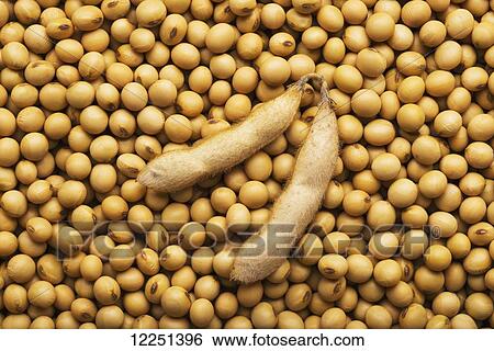 Soybean pods laying on a pile of dried, mature soybeans View Large Photo Image Stock Photograph - Soybean pods laying on a pile of dried, mature soybeans. Fotosearch