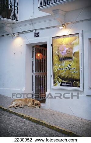 Stock Image - Spain, Andalucia, Costa De La Luz, Dog Outside Tarifa Records; Tarifa. Fotosearch