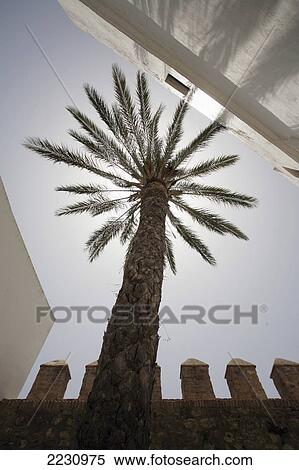 Stock Photography - Spain, Andalucia, Costa De La Luz, Palm Tree Silhouette With Old Town Wall; Vejer De La Frontera. Fotosearch