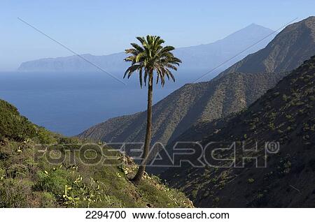Stock Image - Spain, Canary Islands, Palm tree and Island of Tenerife viewed from Vallehermoso trail; Island of La Gomera. Fotosearch