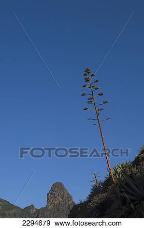 Stock Photo - Spain, Canary Islands, Roque de Agando in Integral Nature Reserve; Island of La Gomera. Fotosearch