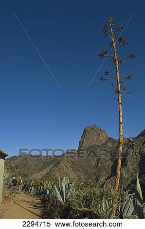 Stock Photography - Spain, Canary Islands, Vallehermoso trail with Roque Cano in background; Island of La Gomera. Fotosearch