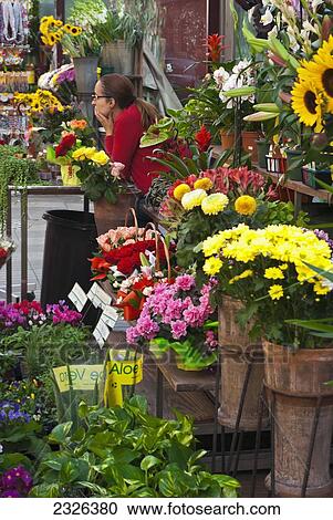 Spain, Catalonia, Colorful flowers for sale in a stall; Barcelona View Large Photo Image Stock Image - Spain, Catalonia, Colorful flowers for sale in a stall; Barcelona. Fotosearch