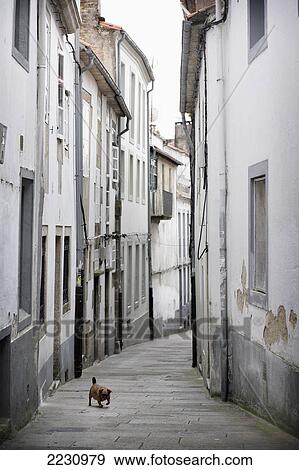 Stock Photo - Spain, Galicia, Dog In Back Street; Santiago De Compostela. Fotosearch