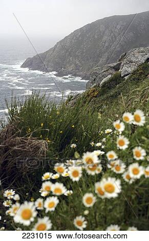 Spain, Galicia, Rias Altas, Landscape With Wild Flowers; Finisterre View Large Photo Image Stock Photography - Spain, Galicia, Rias Altas, Landscape With Wild Flowers; Finisterre. Fotosearch