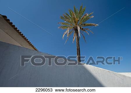 Stock Image - Spain, Ibiza, Palm tree growing above wall in Dalt Vila; Ibiza Town. Fotosearch