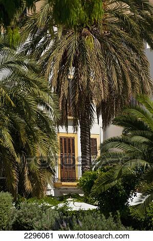 Spain, Ibiza, Window and palm trees in Dalt Vila; Ibiza Town View Large Photo Image Stock Image - Spain, Ibiza, Window and palm trees in Dalt Vila; Ibiza Town. Fotosearch